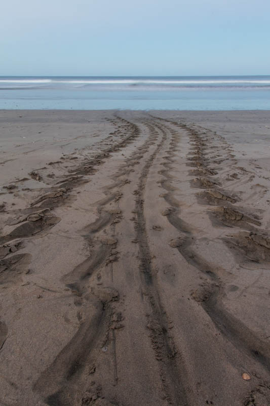 Leatherback Tracks In Sand