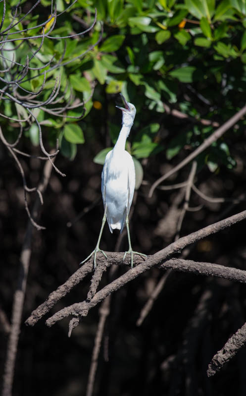 Little Blue Heron