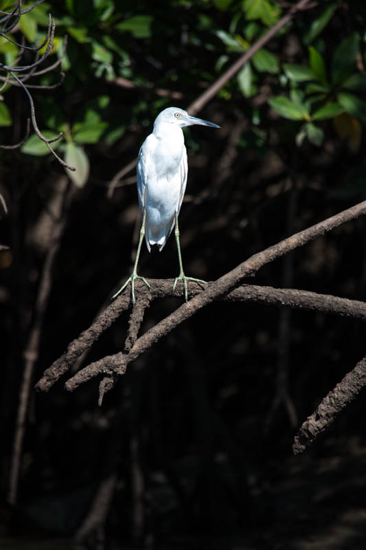 Little Blue Heron