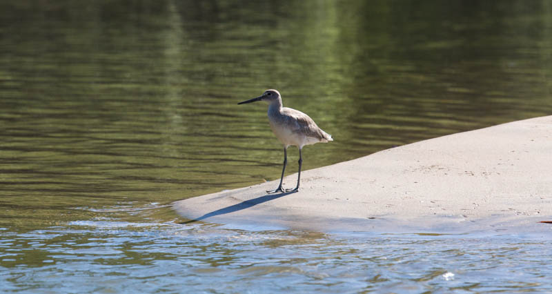 Willet