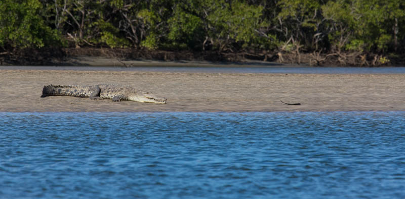 American Crocodile