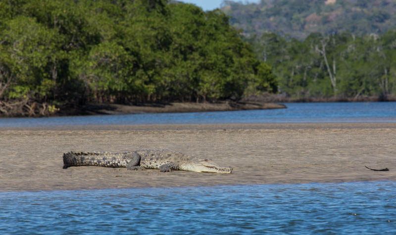 American Crocodile