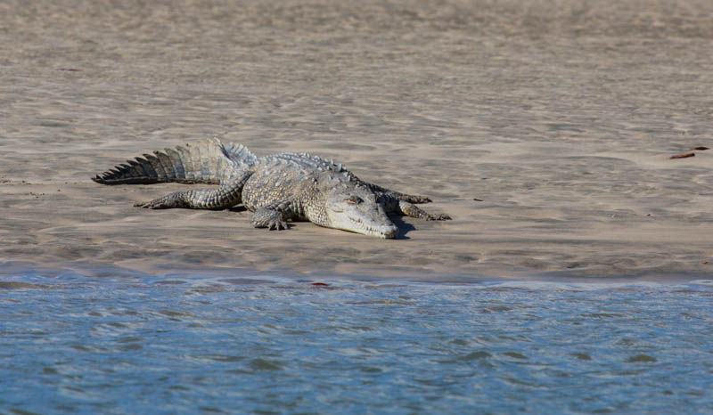 American Crocodile