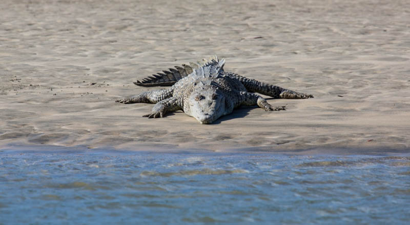 American Crocodile