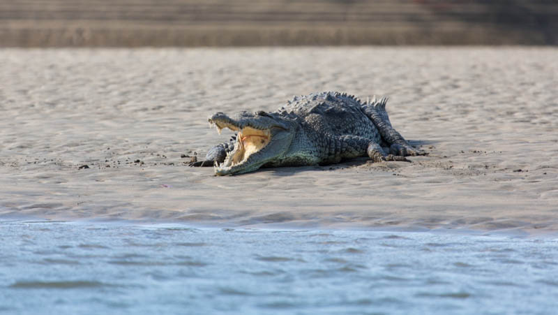 American Crocodile