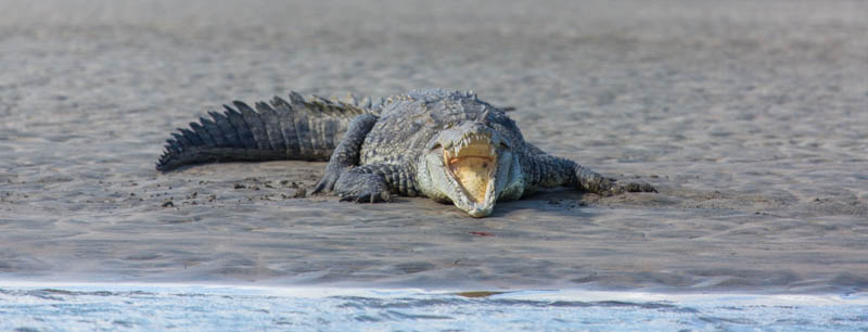 American Crocodile