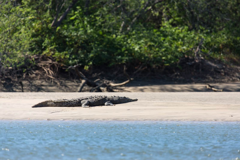 American Crocodile