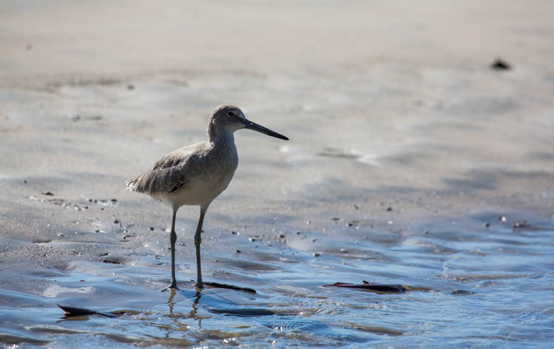 Willet