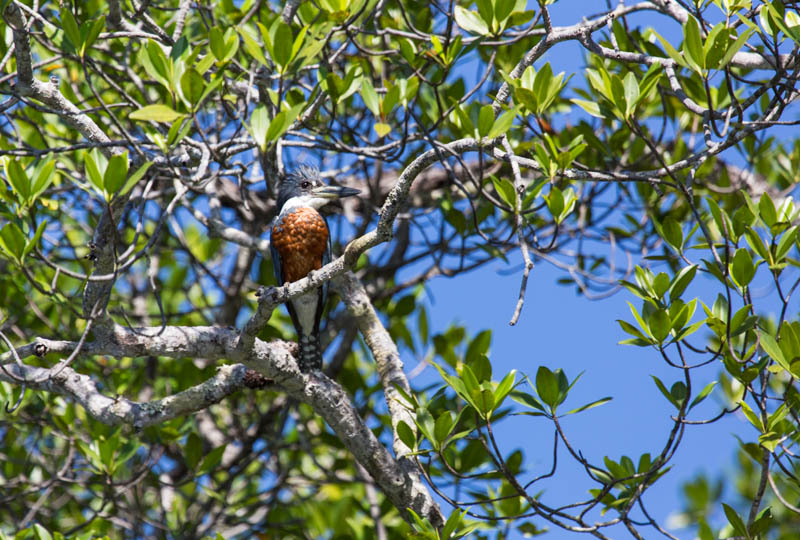 Ringed Kingfisher