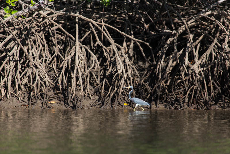 Tricolored Heron