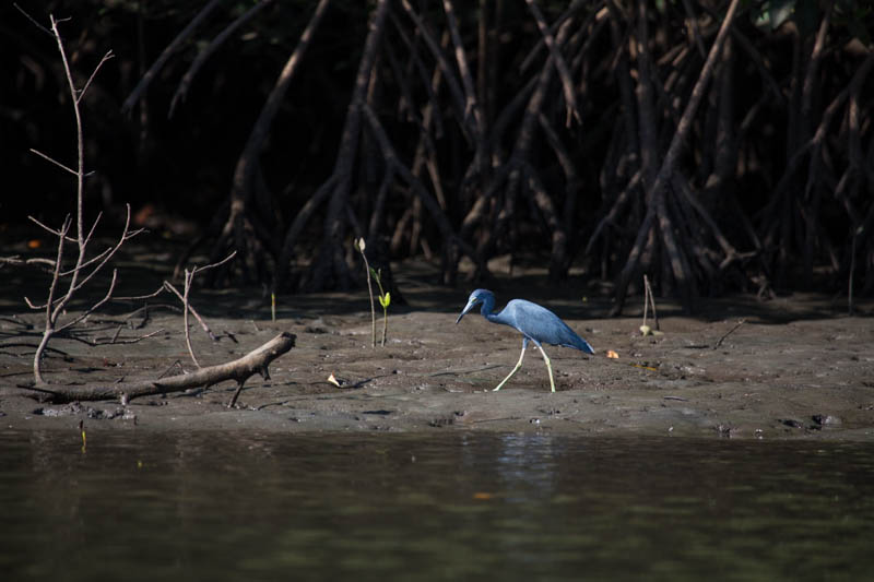 Little Blue Heron