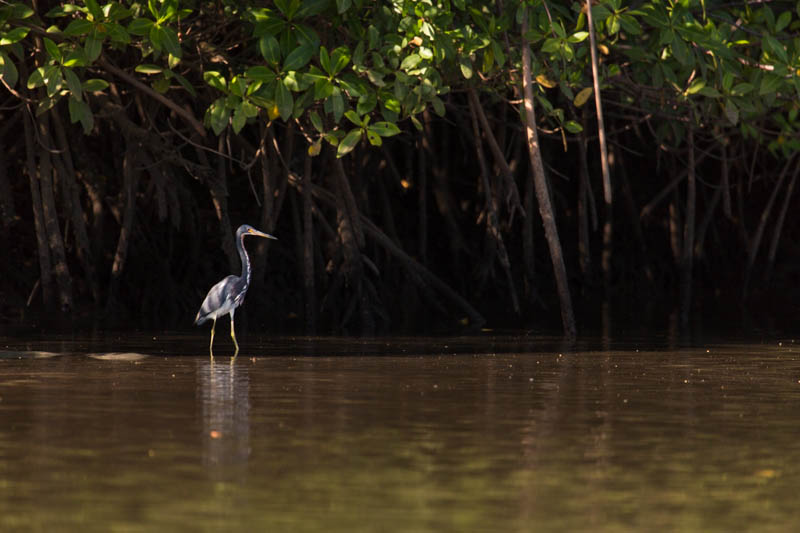 Tricolored Heron