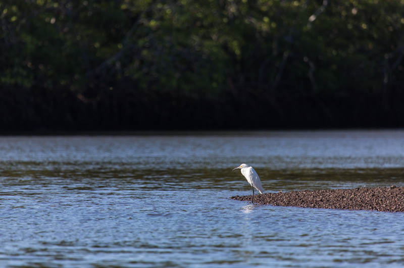 Snowy Egret