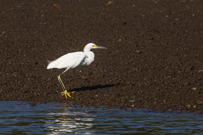 Snowy Egret