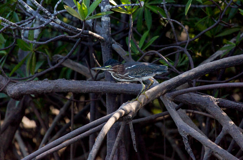 Green Heron