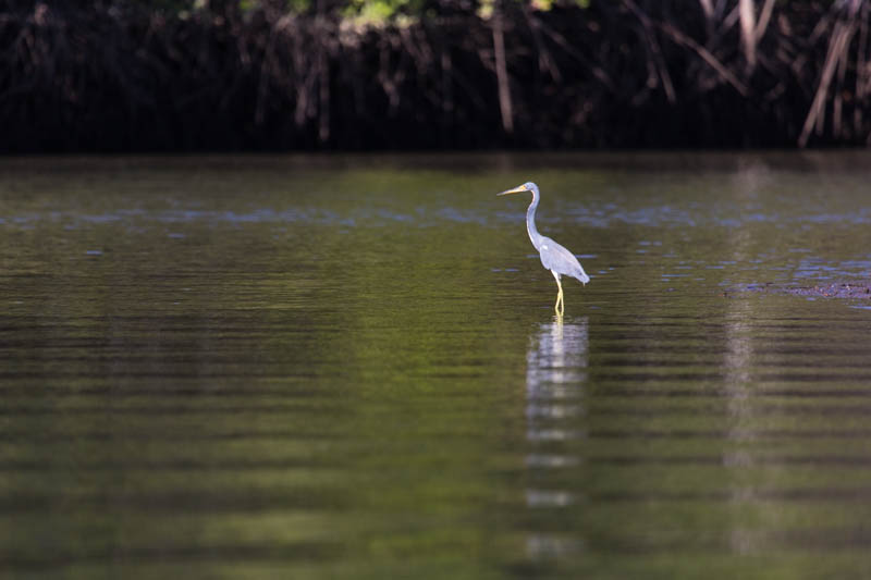 Tricolored Heron