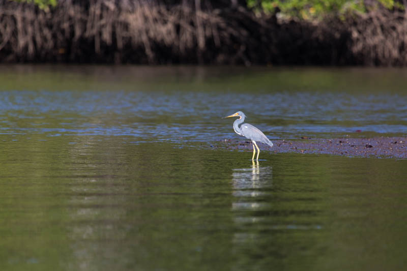 Tricolored Heron