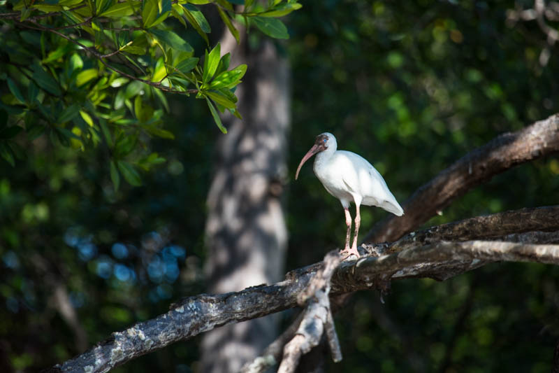 White Ibis