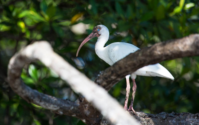 White Ibis