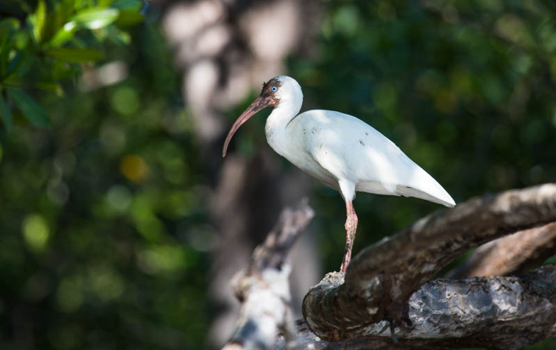 White Ibis