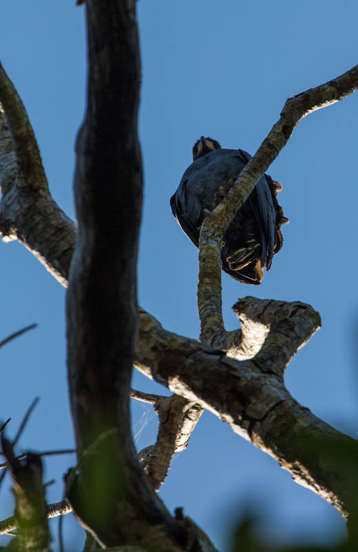 Mangrove Black-Hawk