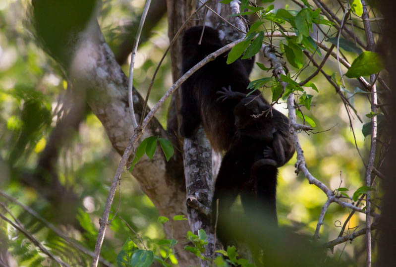 Mantled Howler Monkey