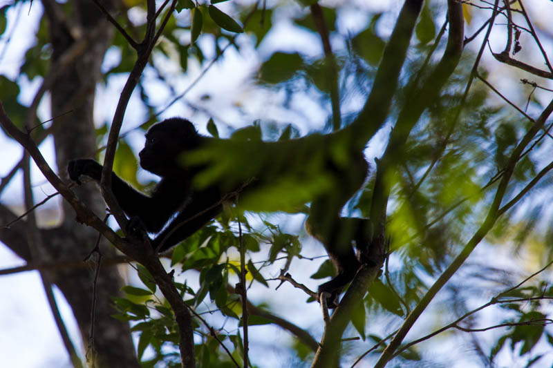 Mantled Howler Monkey