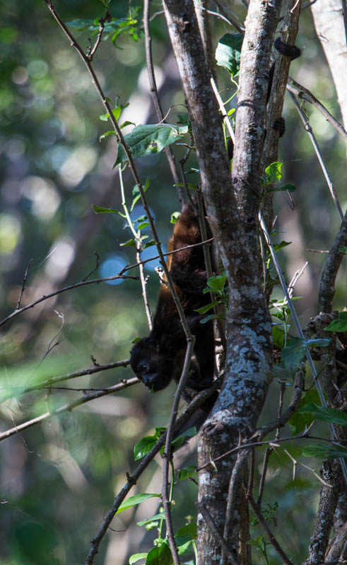 Mantled Howler Monkey