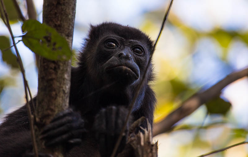 Mantled Howler Monkey