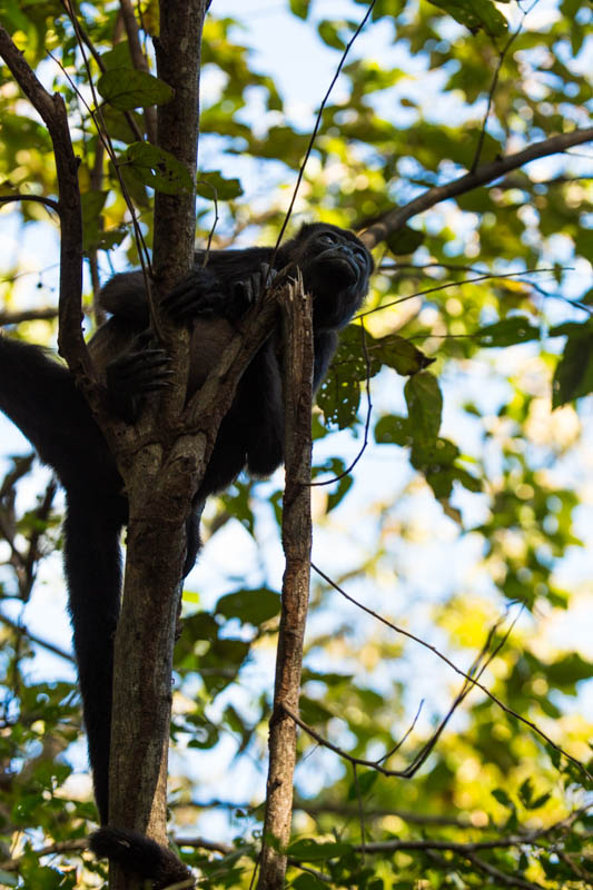 Mantled Howler Monkey