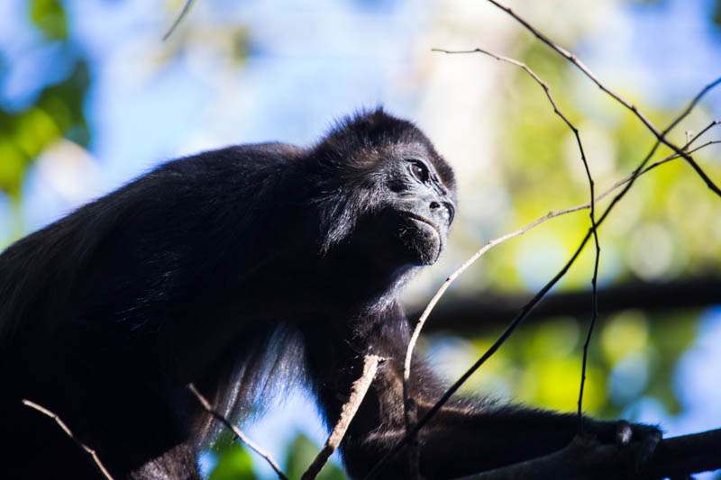 Mantled Howler Monkey