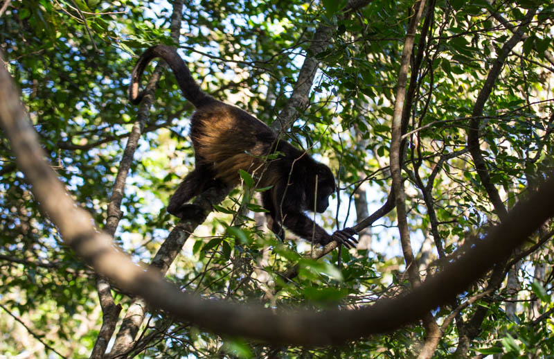 Mantled Howler Monkey