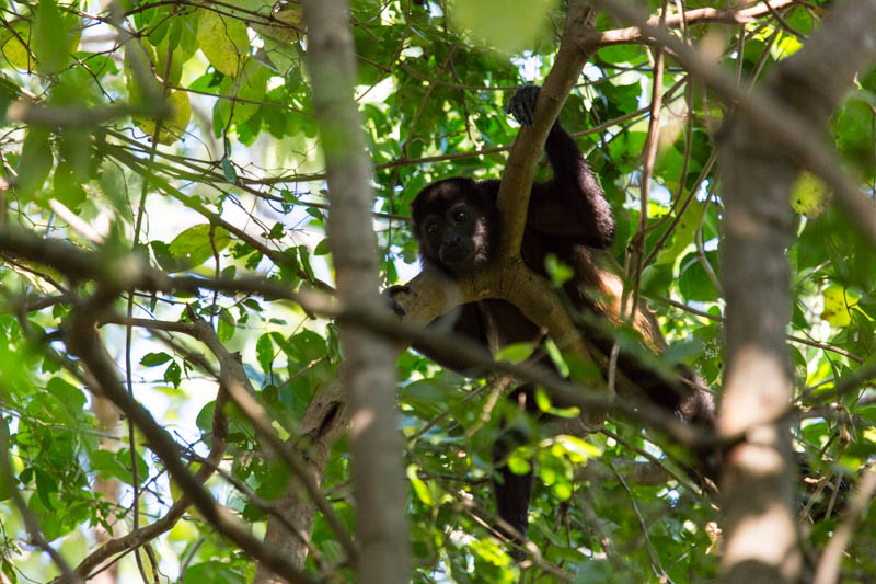 Mantled Howler Monkey