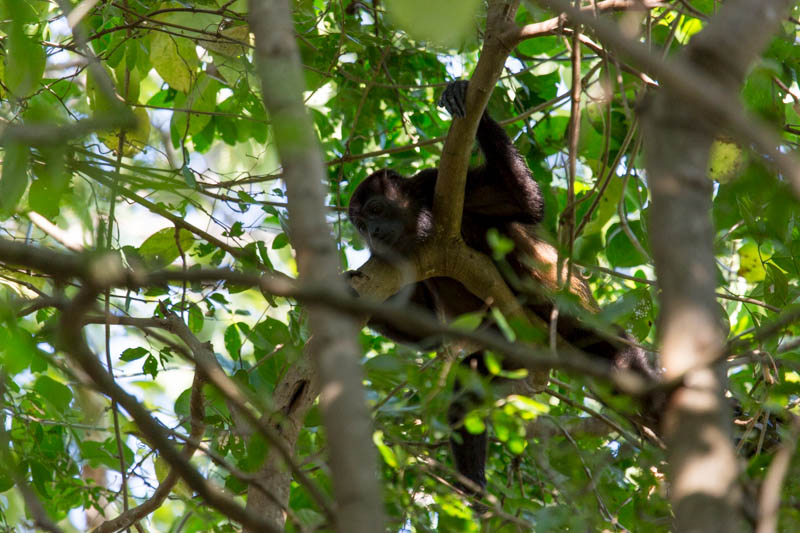 Mantled Howler Monkey