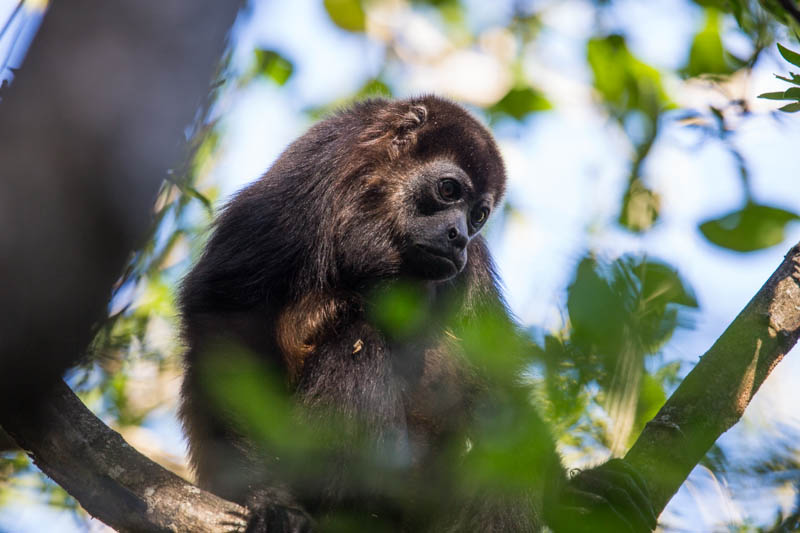 Mantled Howler Monkey