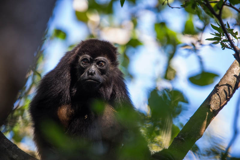 Mantled Howler Monkey