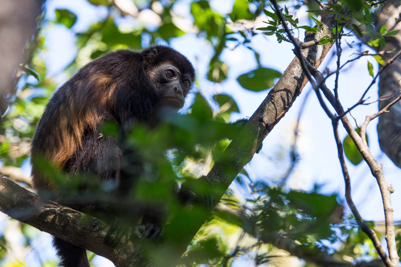 Mantled Howler Monkey