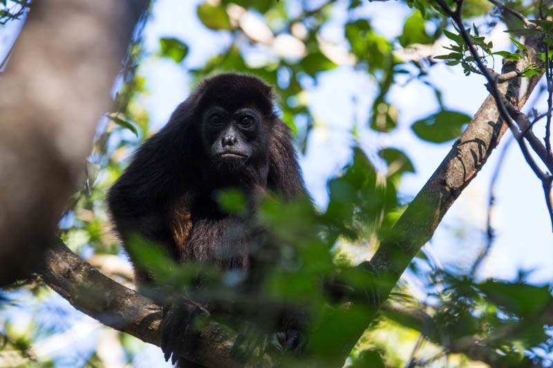 Mantled Howler Monkey