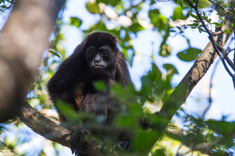 Mantled Howler Monkey