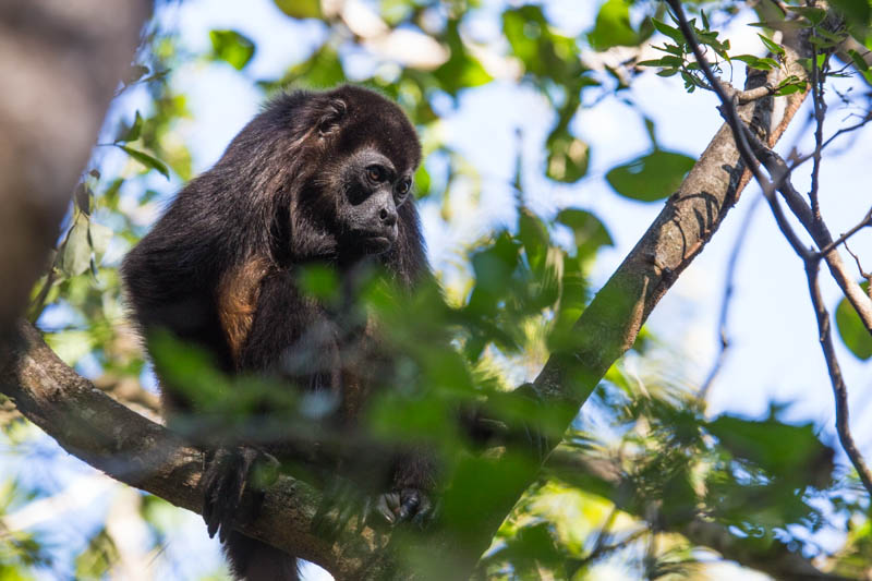 Mantled Howler Monkey