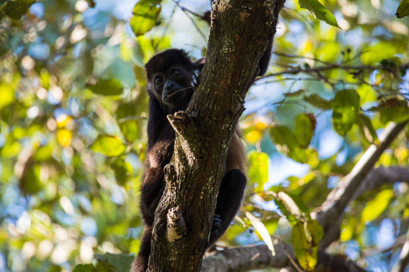 Mantled Howler Monkey