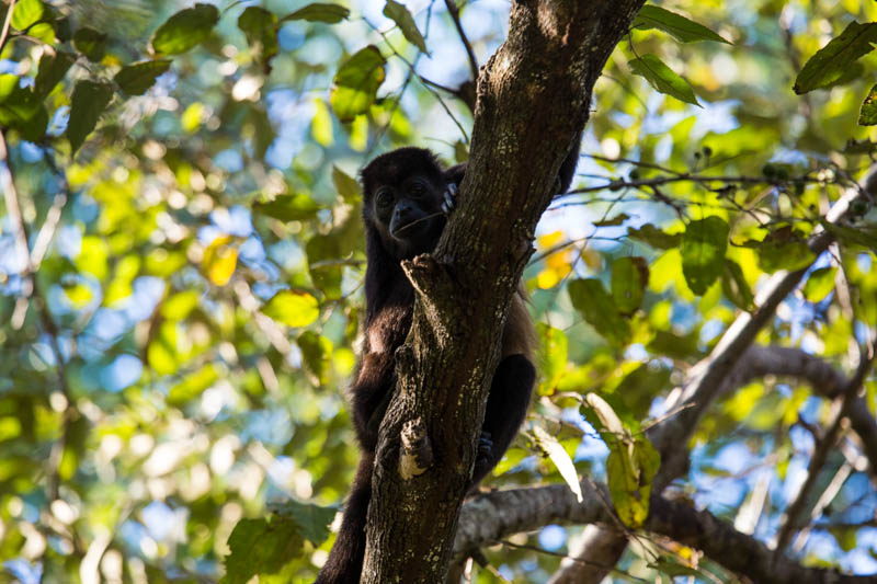 Mantled Howler Monkey