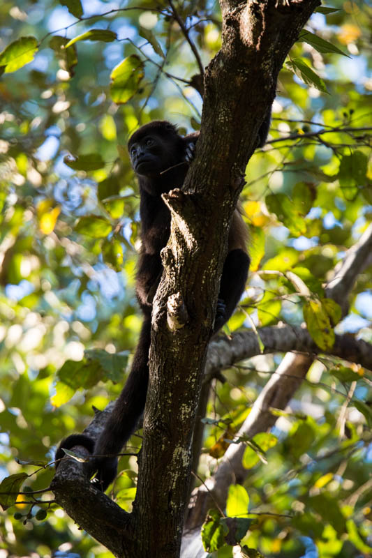 Mantled Howler Monkey