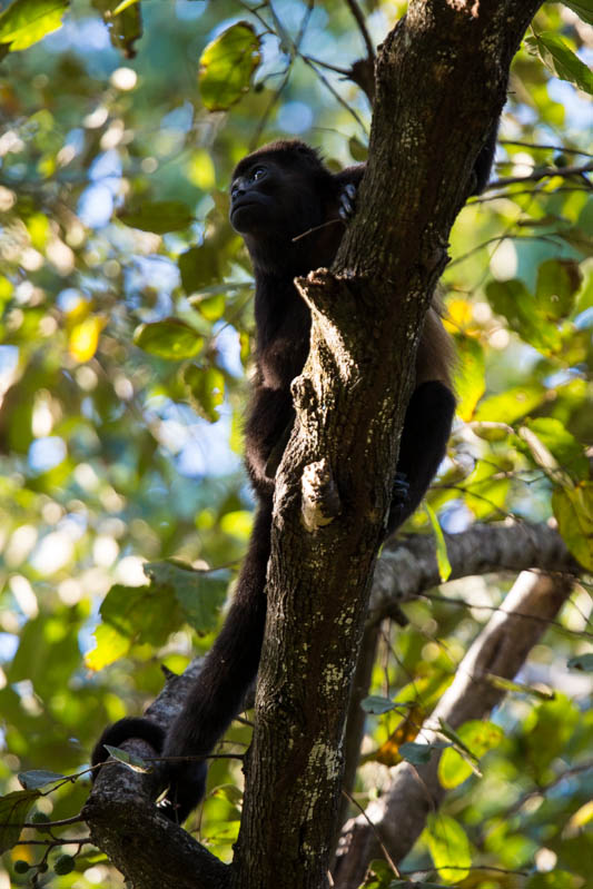 Mantled Howler Monkey