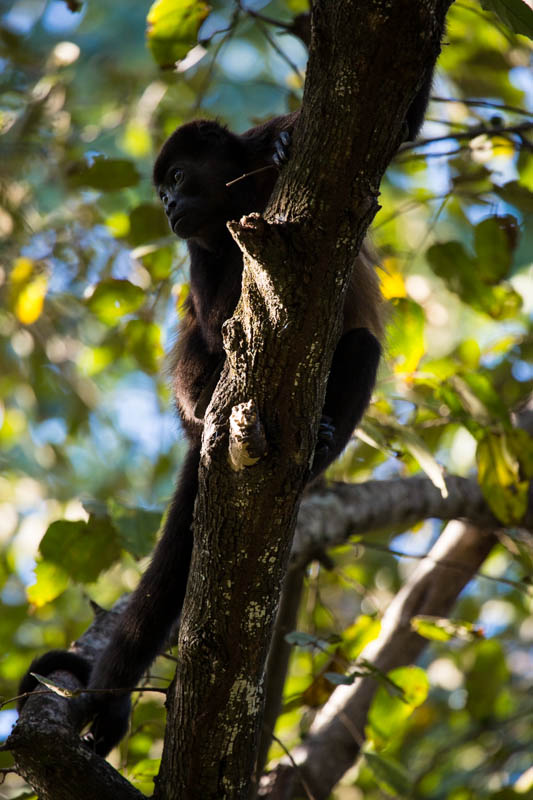 Mantled Howler Monkey