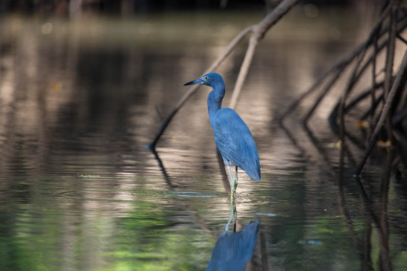 Little Blue Heron