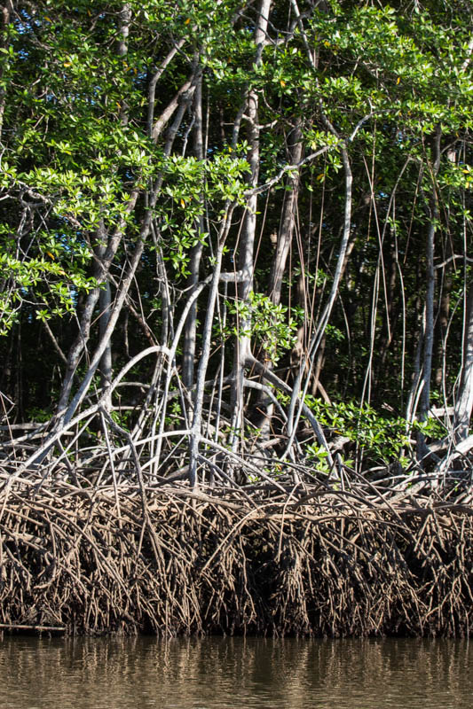 Mangrove Roots