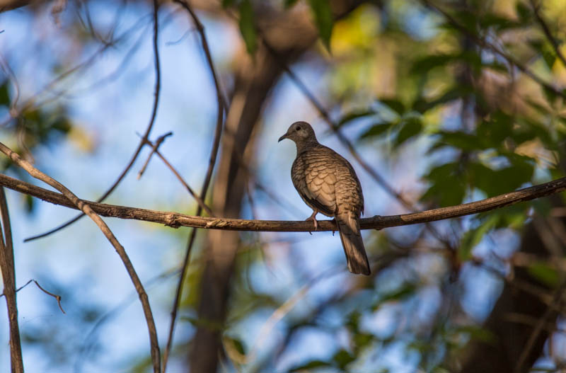 Common Ground-Dove