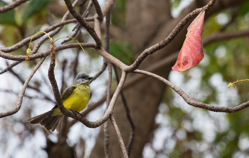 Great Crested Flycatcher