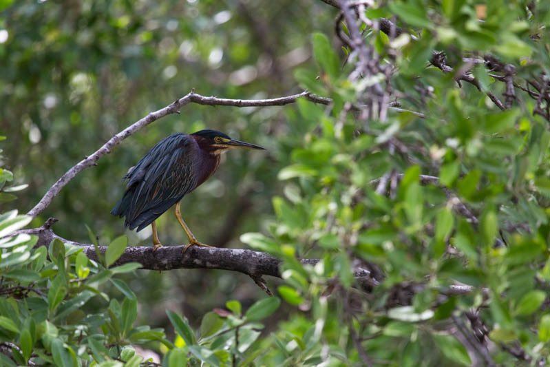 Green Heron